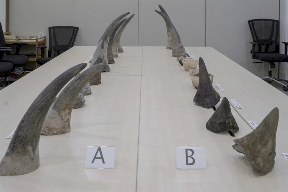 exposed:-singapore’s-role-in-rhino-horn-smuggling-–-authorities-take-action-with-‘serious-offence’-label