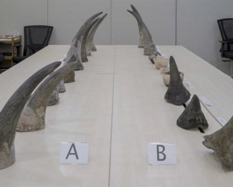 exposed:-singapore’s-role-in-rhino-horn-smuggling-–-authorities-take-action-with-‘serious-offence’-label