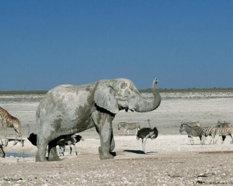 namibia-to-cull-wild-animals-amid-drought