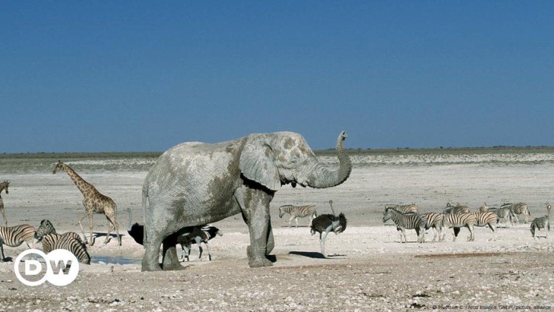 namibia-to-cull-wild-animals-amid-drought