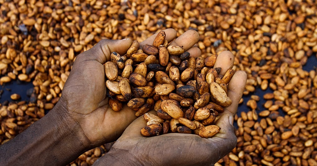 Ghana’s cocoa crisis deepens as buyers owe banks $750 Million