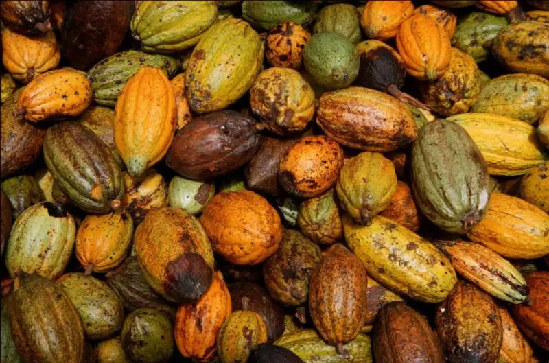 Cocoa and cashew lead Nigeria’s non-oil export surge