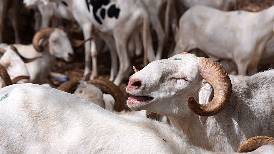 Eid shoppers hit by soaring sheep prices in Ivory Coast