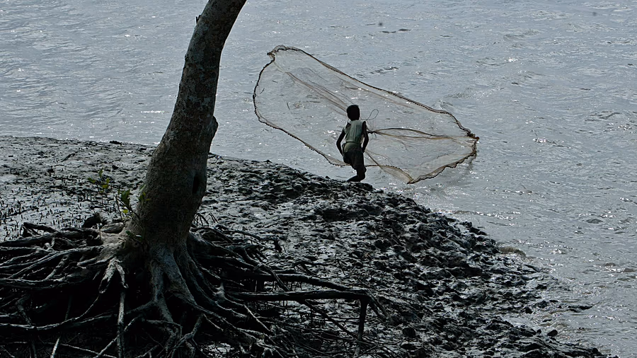 Mangrove loss threatens Sierra Leone’s oyster harvesters