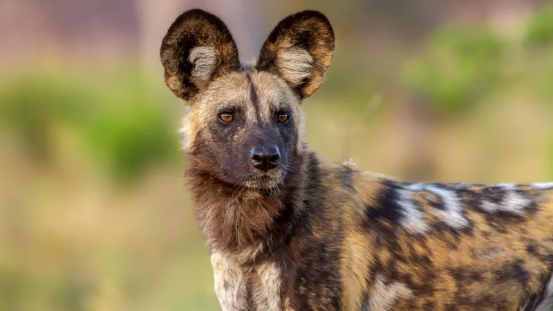 Wild dogs record 2,500-mile trek across Zambia in search of a mate