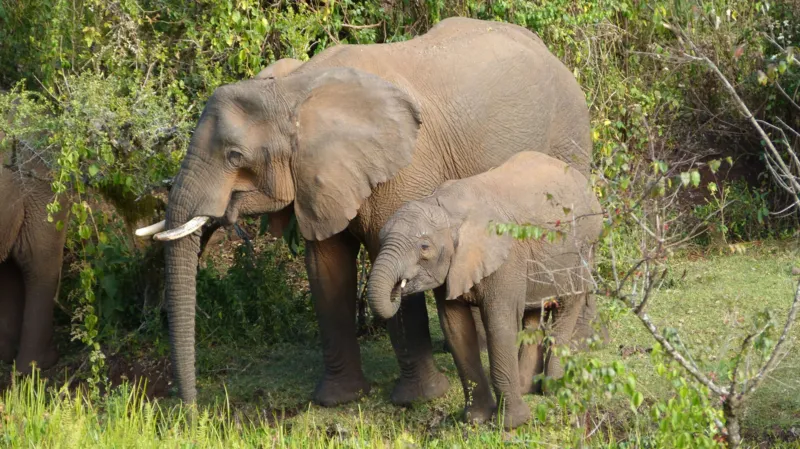 Elephants use medicinal plants to treat themselves, researchers find