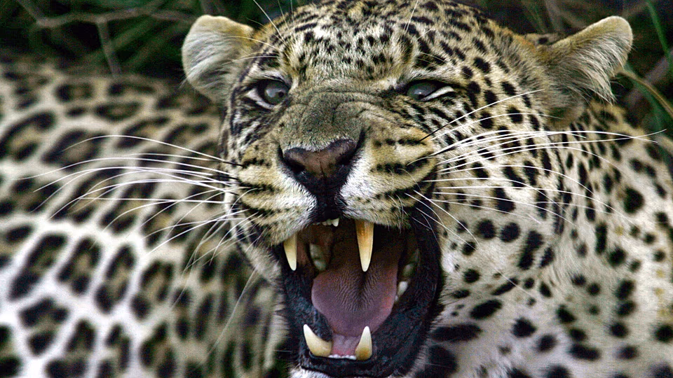 Leopards return to South Africa’s West Coast after 170 years