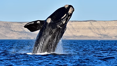Annual sightings of southern right whales bring joy to South African town