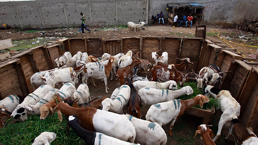 Foot-and-mouth disease spreads to Namibia’s Zambezi Region